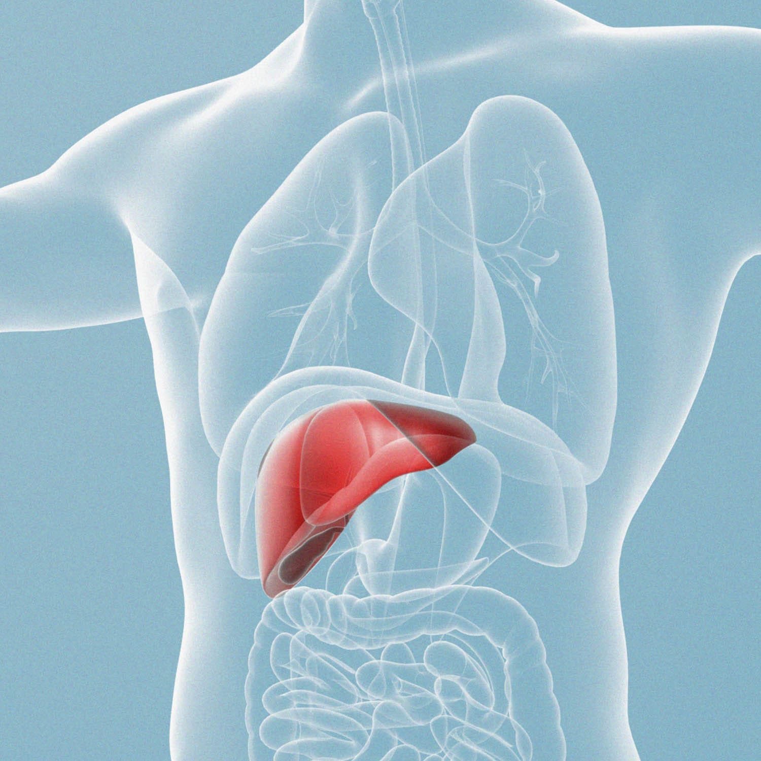 hepatitis C liver 2.jpg